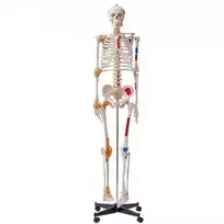 VEVOR Žmogaus skeletas anatomijai, natūralaus dydžio