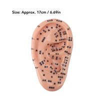 17cm Akupunktūros taškų ausų masažo modelis Ausies zonos masažo modelis Refleksologijos mokymui su akupunktūros taškų žemėlapiu beige