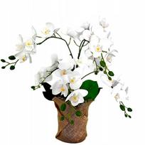Dirbtinė balta orchidėja vazone, 42 cm