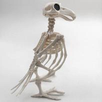 Crazy Bone Skeletas Varnas Plastikinis Gyvūno Skeletas Kaulai Siaubo Helovino Dekoracija Helovino Rekvizitas Paukščio Varnos Skeleto Dekoracija white