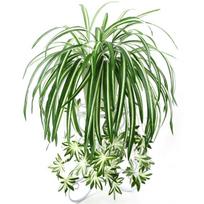 Dirbtiniai augalai pakabinami ant sienos Chlorophytum vazoniniai žalieji augalai PVC netikri augalai modeliavimas gėlė Svetainės dekoras 65cm žalia