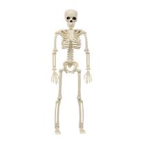 40*10 cm lauko kabantis, tinkamo dydžio žmogaus skeletas, baisus rekvizitas Helovinas beige