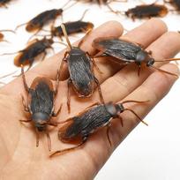 5-50Pcs Special Lifelike Model Simulation Fake Rubber Cock Cockroach Roach Bug Roaches Plaything Prank Playful Trick Joke Simulation Plaything 5Pcs beige