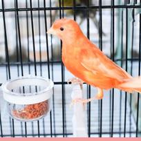 Bird Feeders Cup, Parrot Feed Box with Holder, Bird Cage Feeding Supplies orange