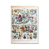 Senovinės Adolphe Millot enciklopedijos plakatai ir spaudiniai Botaniniai grybai Žolės Gėlės Vabzdžiai Drobės paveikslai Sienos meno dekoras 21X30CMNo Framed