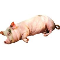 2560 cm Imituota Rožinė Kiaulytė Pliušinė Mesti Pagalvė Kimšta Laukinių Gyvūnų Pagalvė Nugaros Atrama Pliušinis Sofa Kėdės Dekoras Vyro Dovana 25cm beige