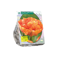 Tulpių svogūnėliai, lot. TULIPA DUBBEL LAAT SUNLOVER, 12 vnt