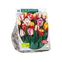 Tulpių svogūnėliai, lot. TULIPA REMBRANDT MIX, 12 vnt