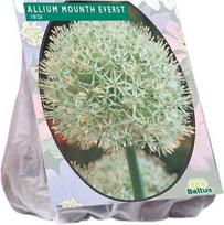 Dekoratyvinio česnako svogūnėliai, lot. ALLIUM MOUNT EVEREST, 3 vnt