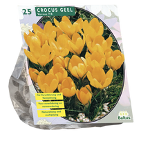 Krokų svogūnėliai, lot. CROCUS GROOTBLOEMIG, GEEL, 25 vnt