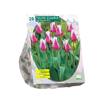 Tulpių svogūnėliai, lot. TULIPA CLAUDIA, 15 vnt