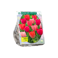 Tulpių svogūnėliai, lot. TULIPA PINK CREATION, 15 vnt