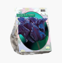 Tulpių svogūnėliai, lot. TULIPA BLUE PARROT PARKIET, 12 vnt