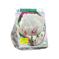 Tulpių svogūnėliai, lot. TULIPA DUBBEL VROEG ICE WONDER, 10 vnt