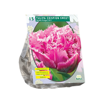 Tulpių svogūnėliai, lot. TULIPA DUBBEL CRISPION SWEET, 10 vnt