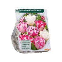 Tulpių svogūnėliai, lot. TULIPA MARSHMSLLOW, 10 vnt