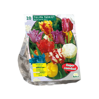 Tulpių svogūnėliai, lot. TULIPA PARKIET MIX, 10 vnt