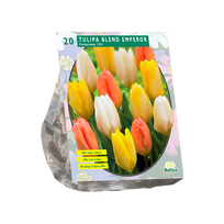 Tulpių svogūnėliai, lot. TULIPA BLEND EMPEROR, 15 vnt