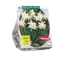 Narcizų svogūnėliai, lot. NARCIS MINI THALIA, 15 vnt