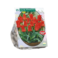 Tulpių svogūnėliai, lot. TULIPA ROODKAPJE, 15 vnt
