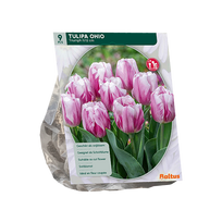Tulpių svogūnėliai, lot. TULIPA OHIO TRIUMPH, 9 vnt