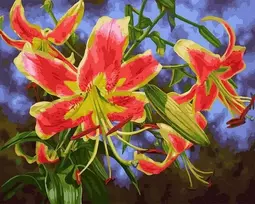 SuperColor Tapyba Pagal Skaičius: „Ryškiai raudonos lelijos“ 40x50 cm