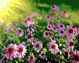 SuperColor Tapyba Pagal Skaičius: „Laukinės ramunėlės“ 40x50 cm