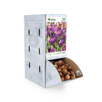 Didžiažiedžio kroko Flower Record svogūnėlis ASEJA, 1 vnt., 7/8, Rackbox, 64042307, (R)