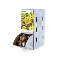 Botaninio narcizo Golden Dawn svogūnėlis ASEJA, 1 vnt., 10/12, Rackbox, 84040210, (R)