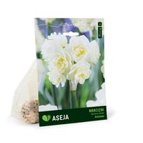 Pilnavidurių narcizų Erlicheer svogūnėliai ASEJA, 4 vnt., 15/+, 32914815, (R)