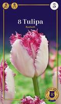 Šerkšnotųjų tulpių Eyelash svogūnėliai, 6 vnt., 12/+, Supreme, 618369, (R)