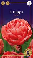 Pilnavidurių vėlyvųjų tulpių Taiwan svogūnėliai, 6 vnt., 12/+, Supreme, 81048712, (R)