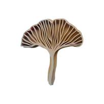 Ginkgo Biloba Lapo Molio Antspaudas 3D Spausdintas Lapo Raštas Molio Reljefinis Formuoklis „Pasidaryk Pats“ Amatai Polimerinio Molio Gamyba Leaf brown