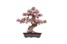 Modeliavimo rinkinys ROBOTIME Sakura Bonsai