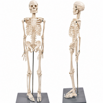 Žmogaus skeleto modelis 85 cm, edukacinis, su judriomis sąnarių jungtimis ir nuimamomis galūnėmis, anatomijos mokymo skeletas, medicininis skeleto muliažas