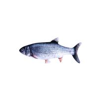 Plush Realistic Fish Catnip Toy Durable Soft Pet Toy for Cats and Dogs Chew Resistant Interactive Cat Pillow One Size gray
