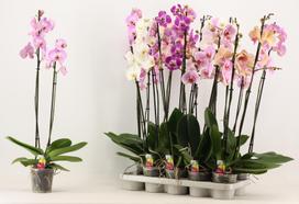 Gėlė vazone orchidėja Mix, 60 - 70 cm, ø12 cm, (spalva/dizainas parenkami atsitiktine tvarka)