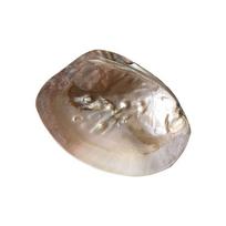 Pretty Multifunctional Shell Shape Vibrant Color Decorative Storage Holder Storage Container Art Craft Jewelry Storage Tray gray