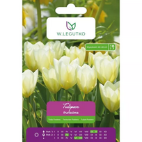 Tulipai Purissima, 5 vnt.