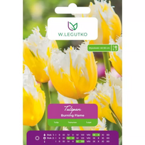 Tulipai Burning Flame, 4 vnt.