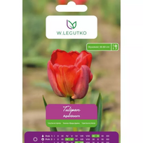 Tulipai Apeldoorn – 5 vnt.
