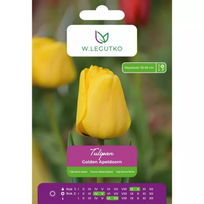 Tulipai Golden Apeldoorn – 5 vnt.