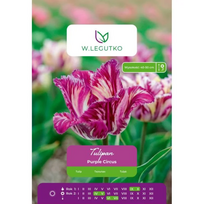 Tulipai Purple Circus, 4 vnt.