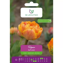 Tulipai Sun Lover, 5 vnt.