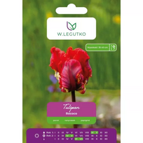 Tulipai Rococo, 4 vnt.