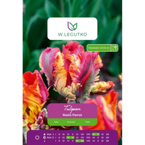 Tulipai Rasta Parrot, 4 vnt.