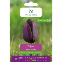 Tulipai Queen of Night, 5 vnt.