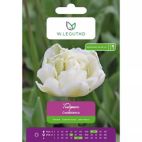 Tulipai Casablanca, 5 vnt.