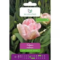 Tulipai Angelique, 5 vnt.