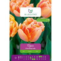 Tulipai Charming Lady, 4 vnt.